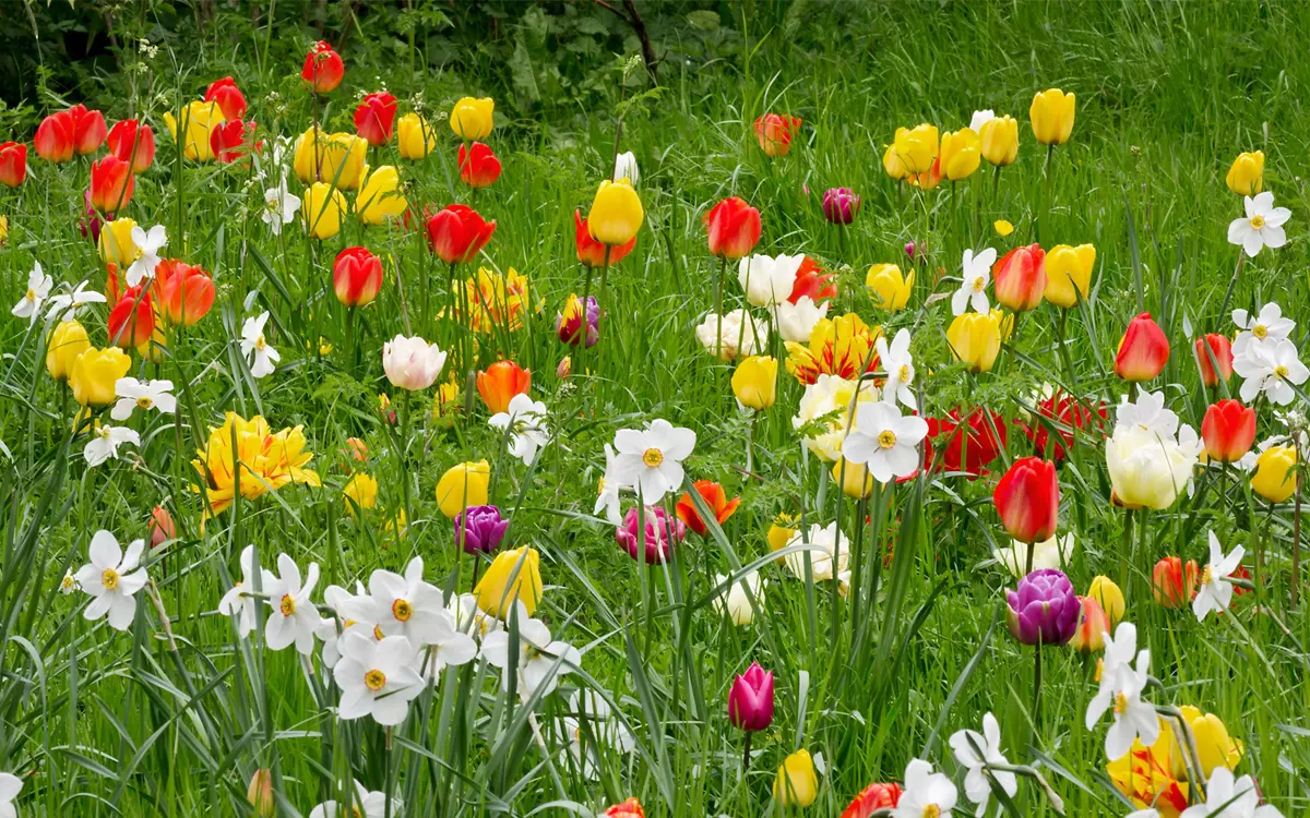 Vibrant spring meadow filled with tulips and daffodils in full bloom