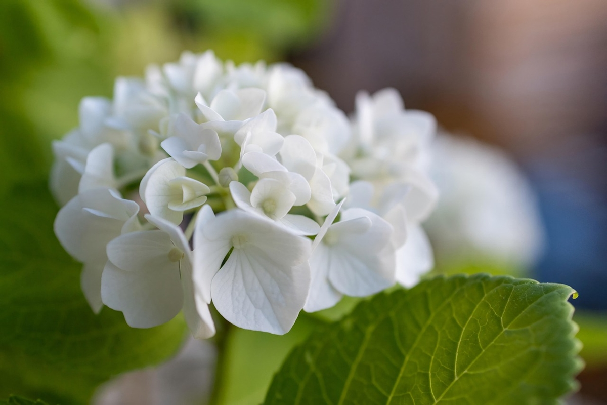 A Beautiful Hydrangea in Southeastern USA